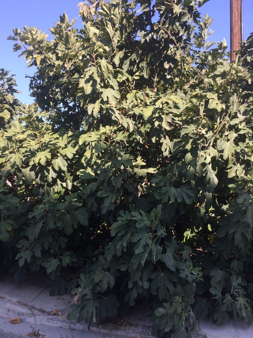 Деревья Кипра Фото