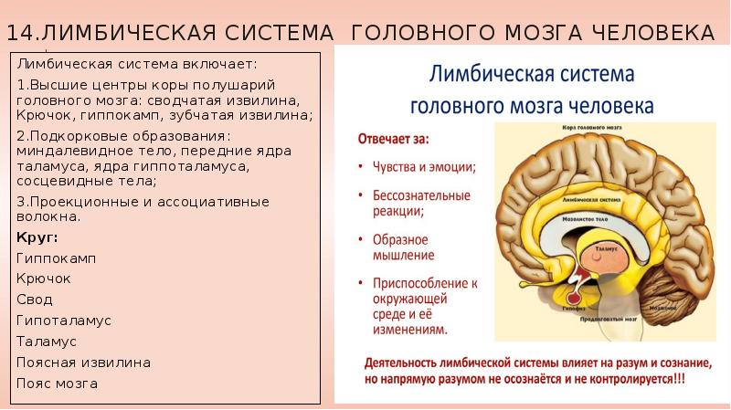 Лимбический мозг человека